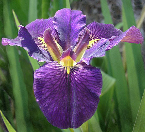 Louisiana Iris.jpg